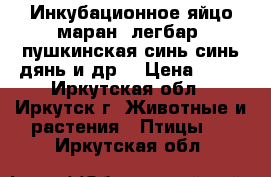 Инкубационное яйцо маран, легбар, пушкинская,синь-синь дянь и др. › Цена ­ 50 - Иркутская обл., Иркутск г. Животные и растения » Птицы   . Иркутская обл.